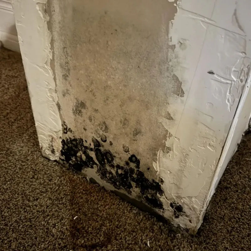 Professional Mold Removal in Fulton County, IL